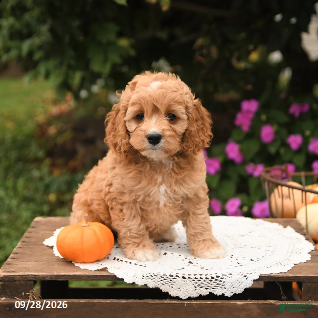 Cockapoo dogs for sale: Twinkle - Ad 2