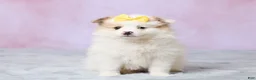 Pomeranian dogs for sale: Tulip - Ad 1