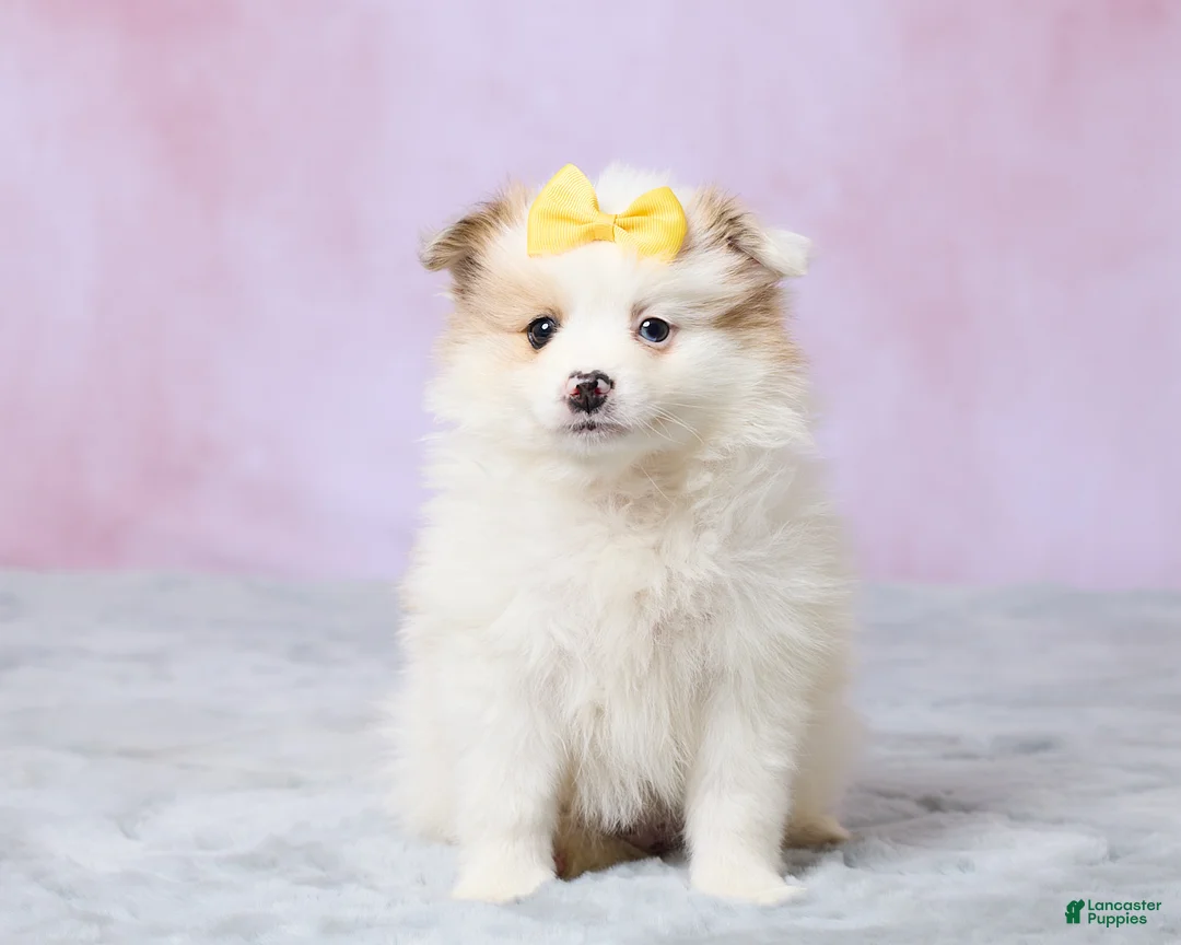 Pomeranian dogs for sale: Tulip - Ad 1