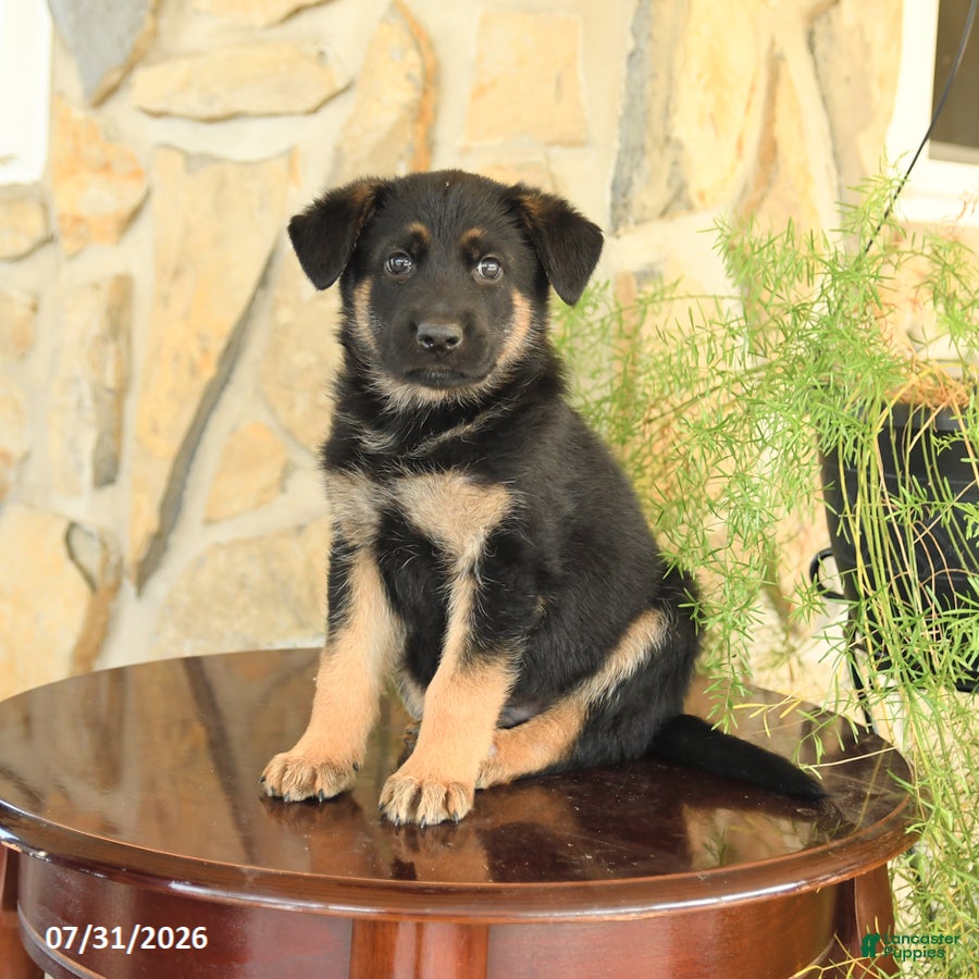 German Shepherd dogs Lincoln - Ad 1