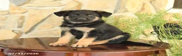 German Shepherd dogs for sale: Lincoln - Ad 1
