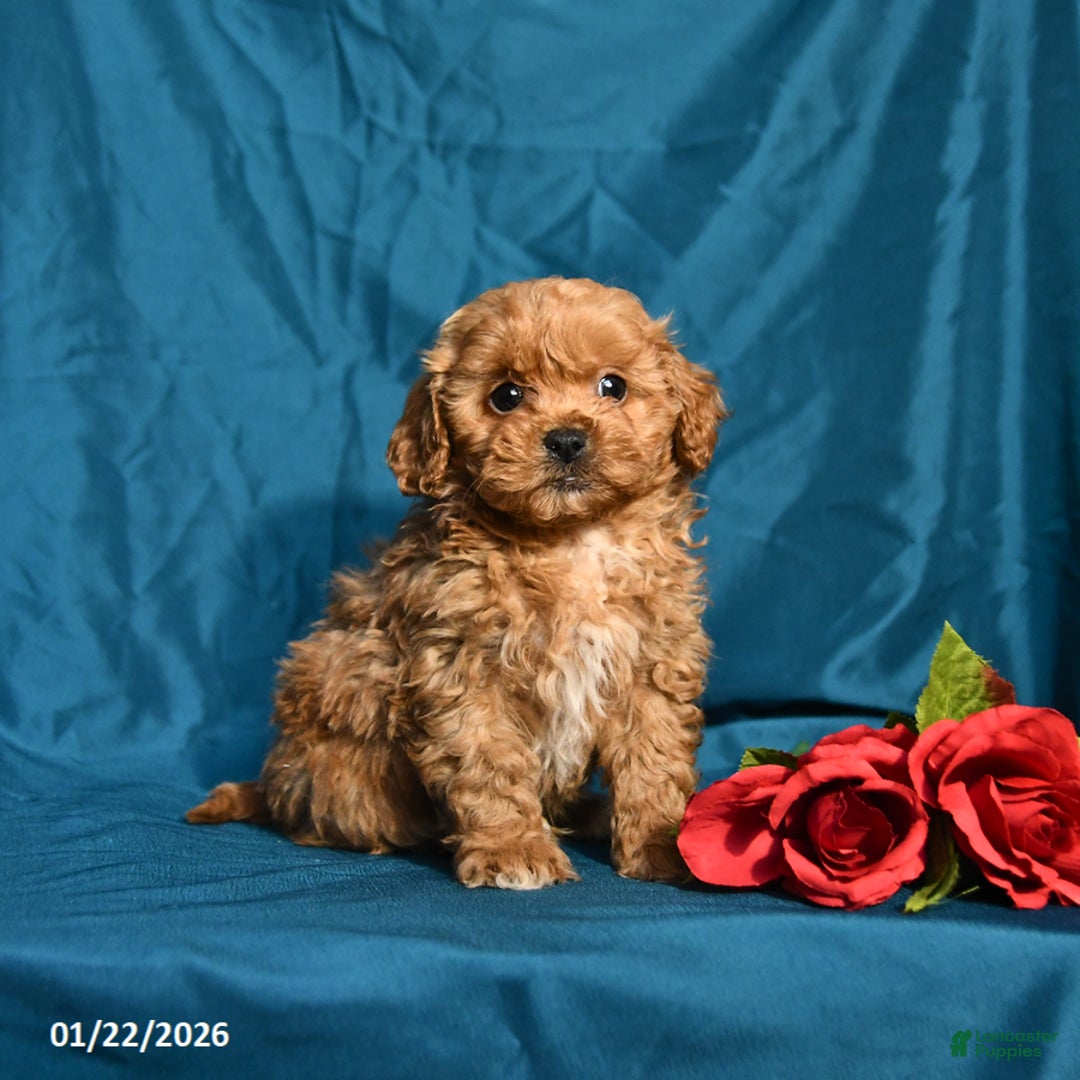 Shihpoo dogs for sale: Baxter - Ad 2