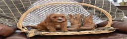 Cavapoo dogs for sale: Jalise - Ad 8