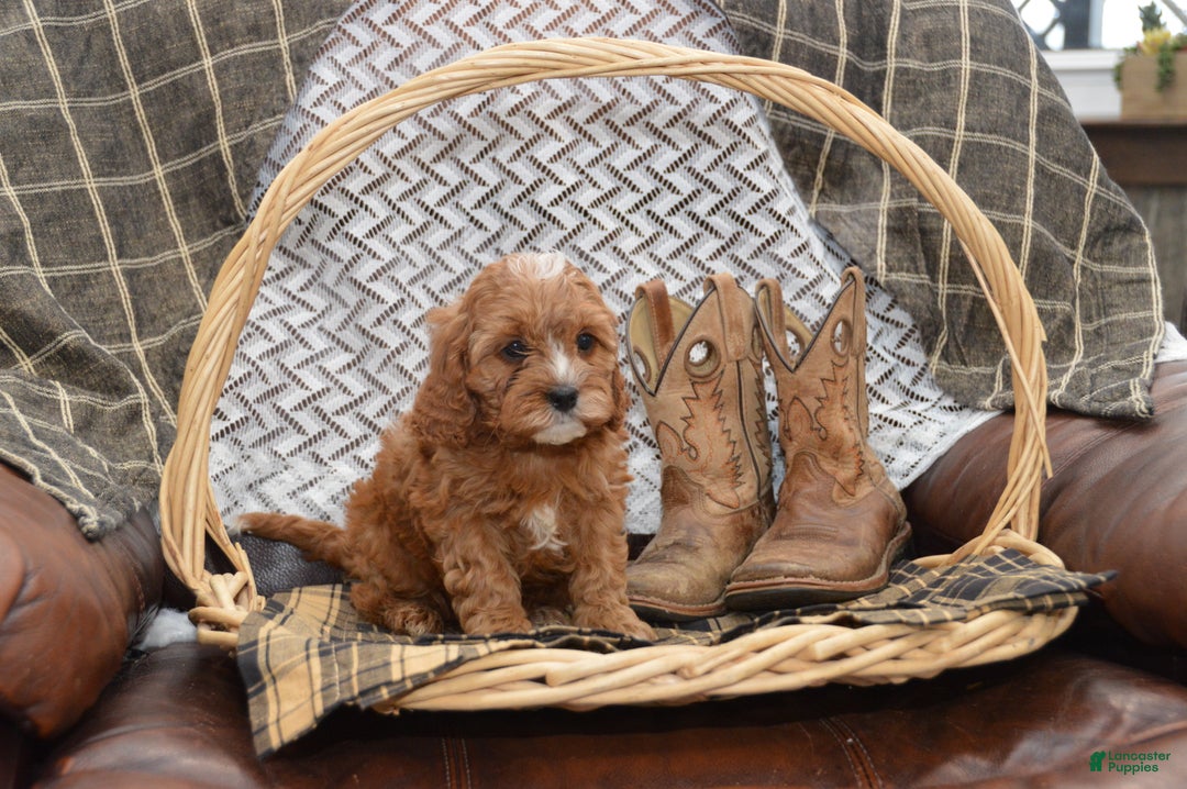 Cavapoo dogs for sale: Jalise - Ad 8