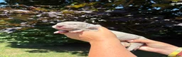 Great Dane dogs for sale: Savannah - Ad 3