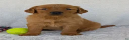 Golden Retriever dogs for sale: Miss Rosie  - Ad 13