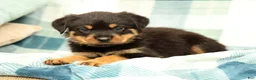 Rottweiler dogs for sale: Thor - Ad 5