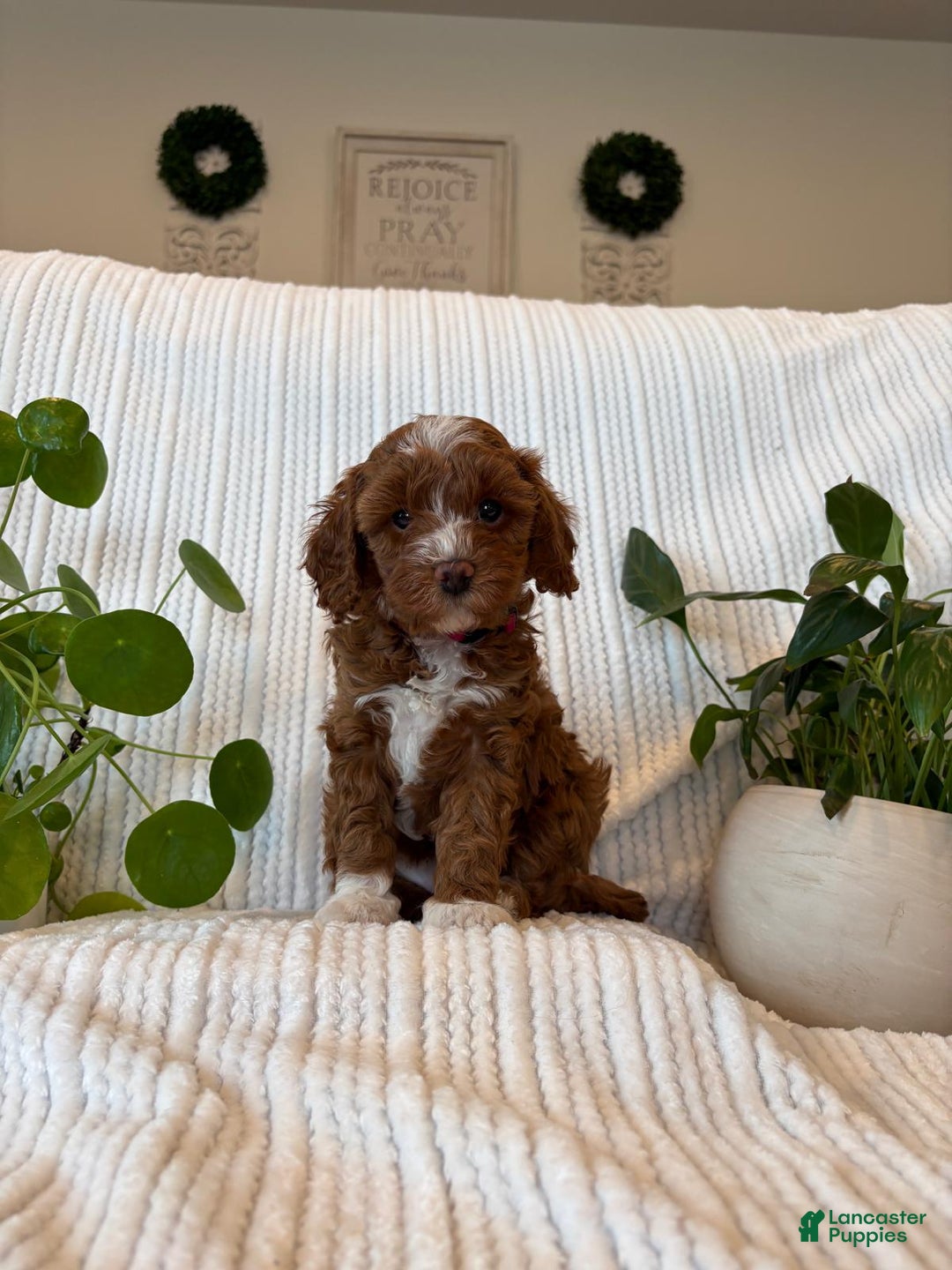 Cavapoo dogs for sale: Cavapoo Puppy 4 (Ivy) - Ad 3