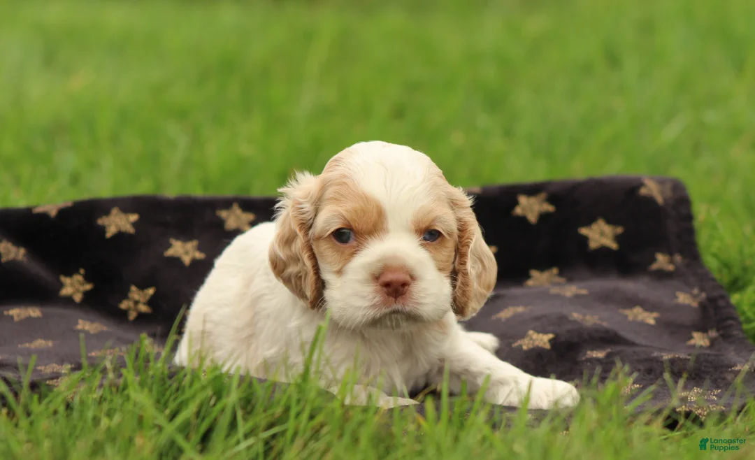 Cocker Spaniel dogs for sale: Hickory - Ad 2