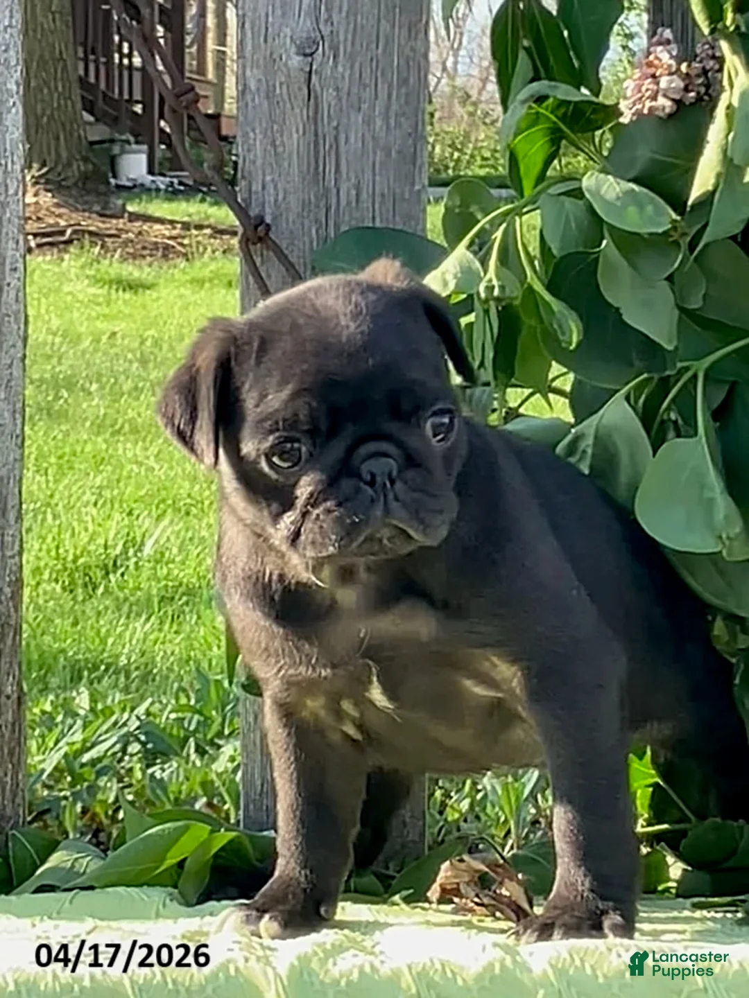 Pug dogs for sale: Lilac - Ad 4