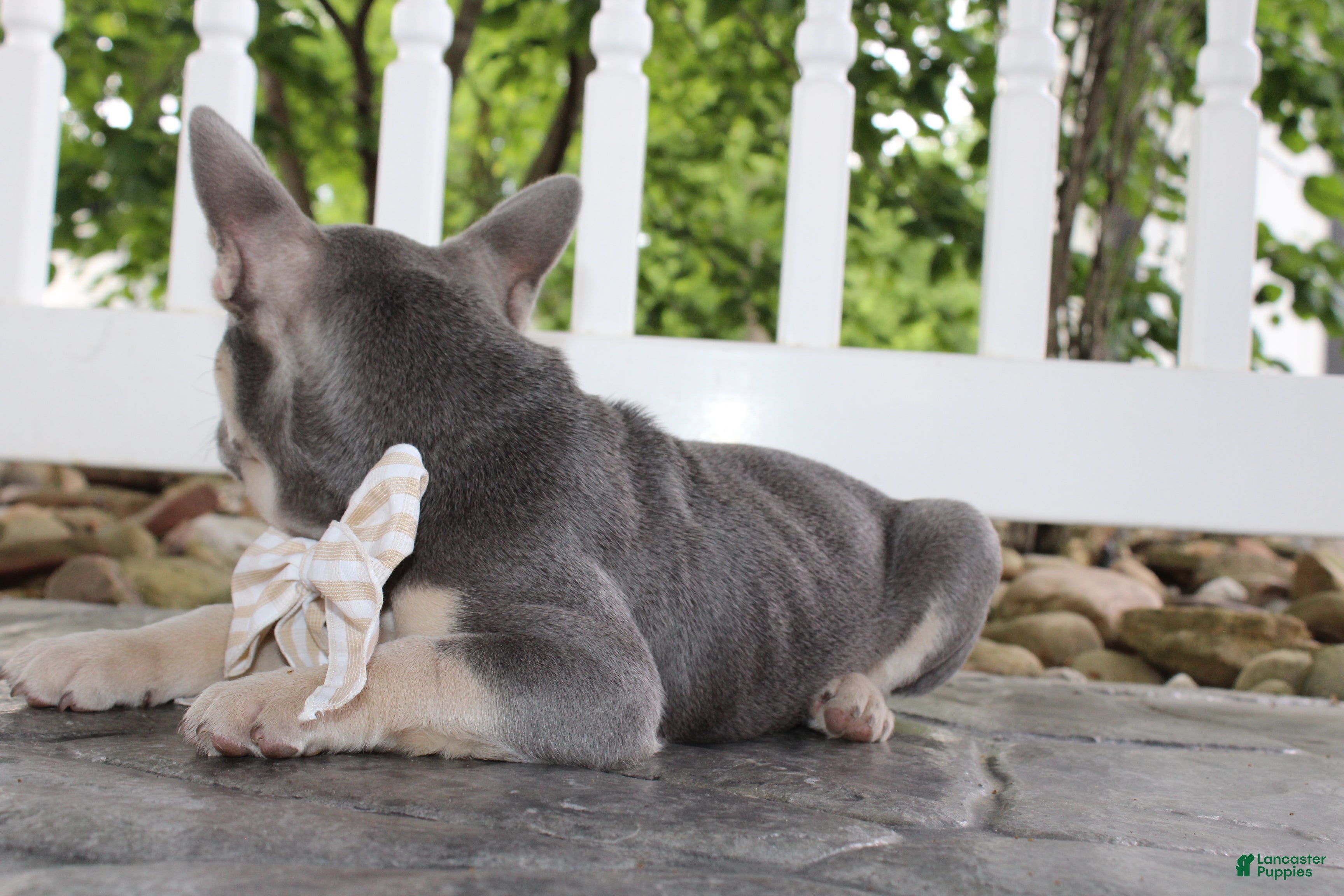 French Bulldog dogs for sale: AKC Harper - Ad 5