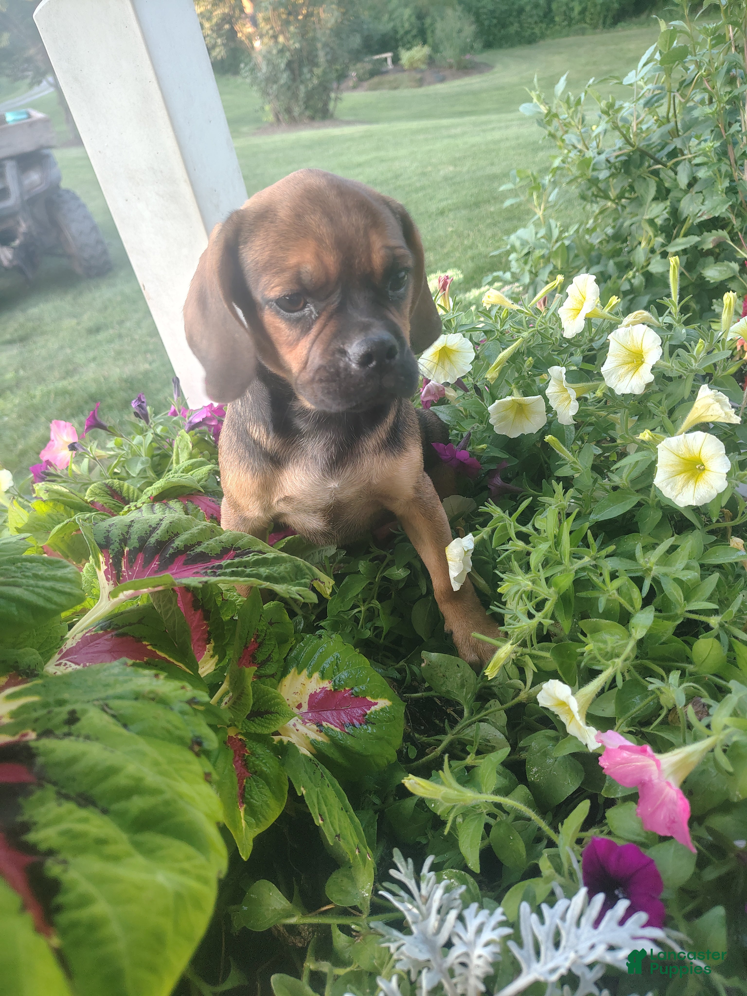 Puggle dogs lilac - Ad 1