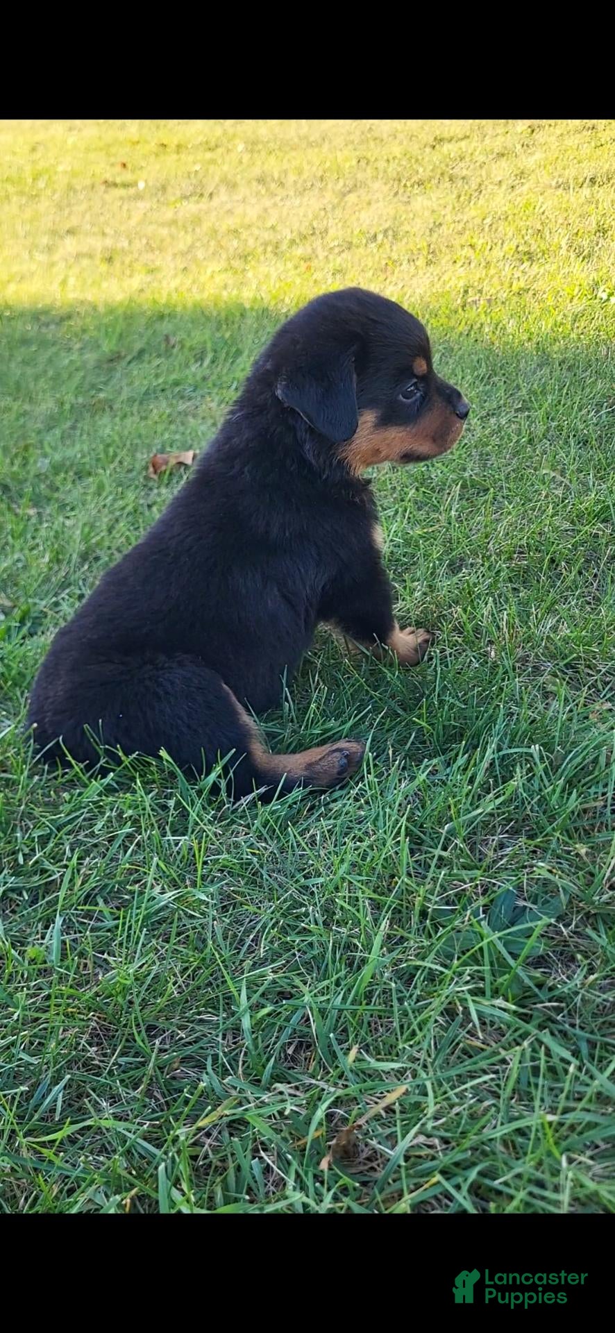 Rottweiler dogs Hoyt - Ad 2