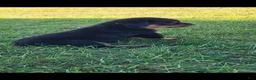 Rottweiler dogs for sale: Hoyt - Ad 2