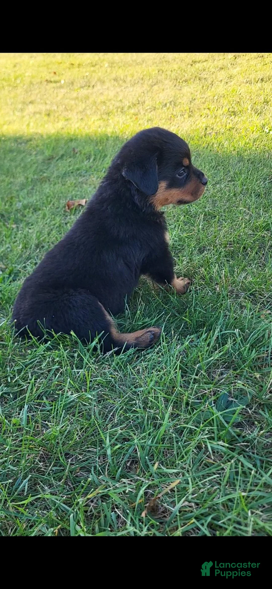 Rottweiler dogs for sale: Hoyt - Ad 2