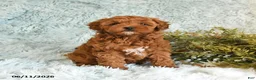 Cockapoo dogs for sale: Betty   - Ad 2