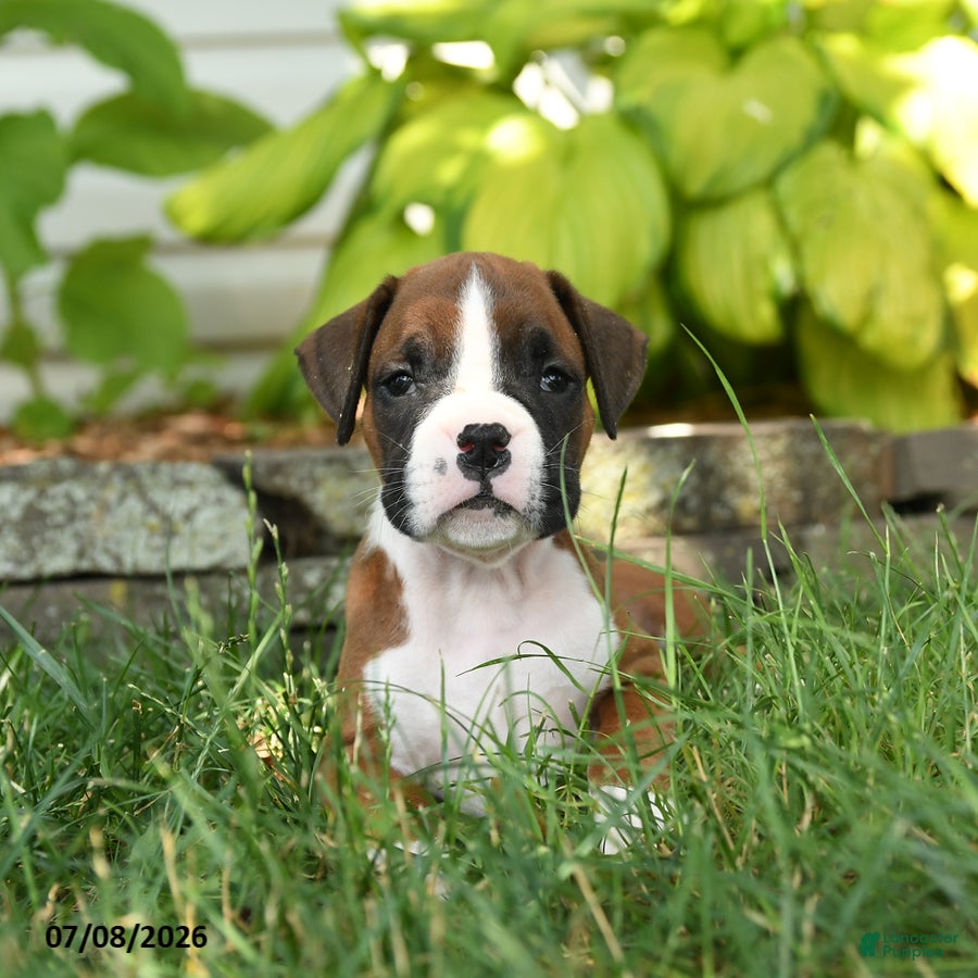 Boxer dogs Zara - Ad 2