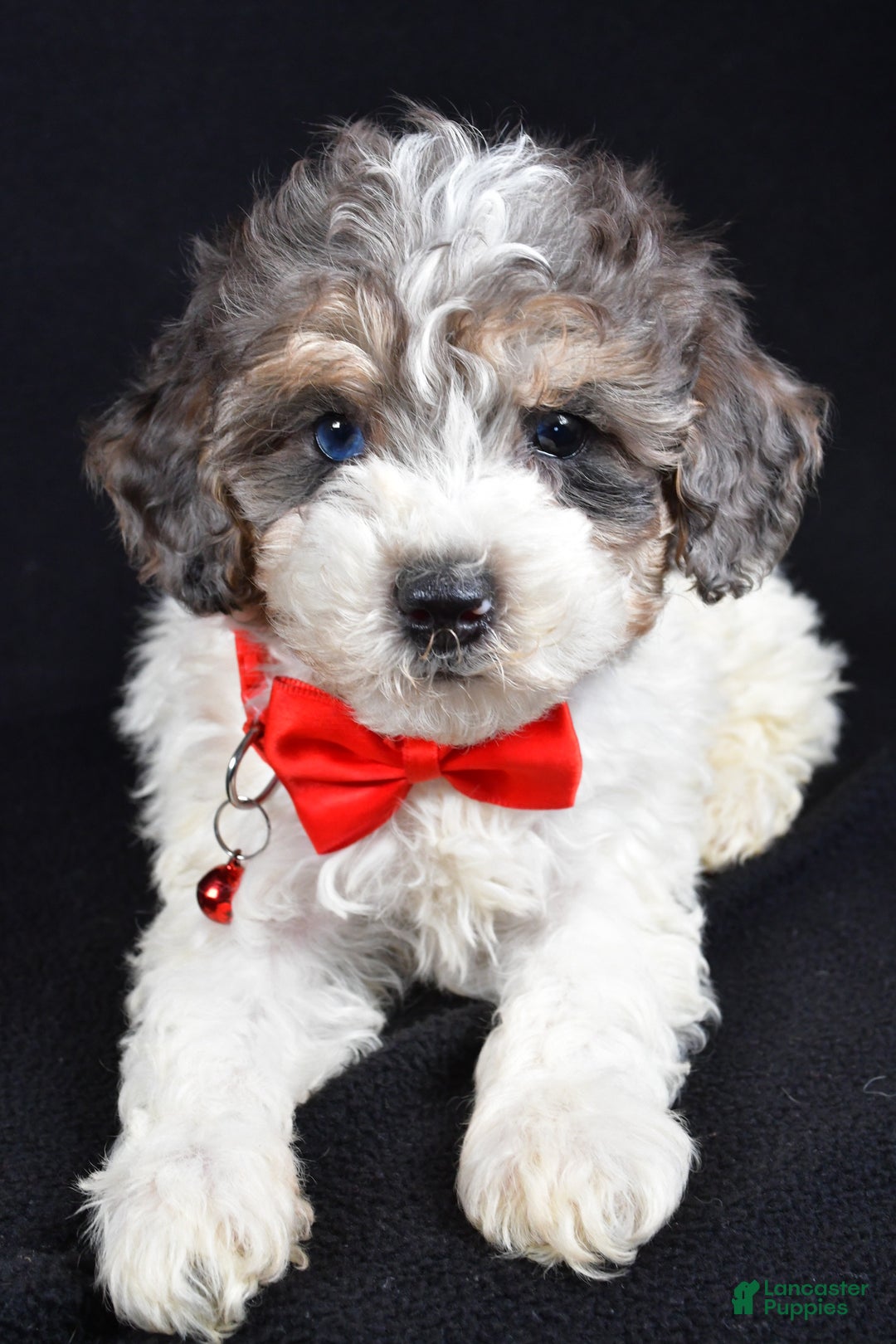 Miniature Poodle dogs for sale: Eden - Ad 9
