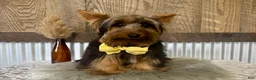 Yorkshire Terrier dogs for sale: Miles - Ad 4