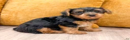 Yorkshire Terrier dogs for sale: Charlie - Ad 7