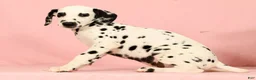 Dalmatian dogs for sale: Roscoe - Ad 5