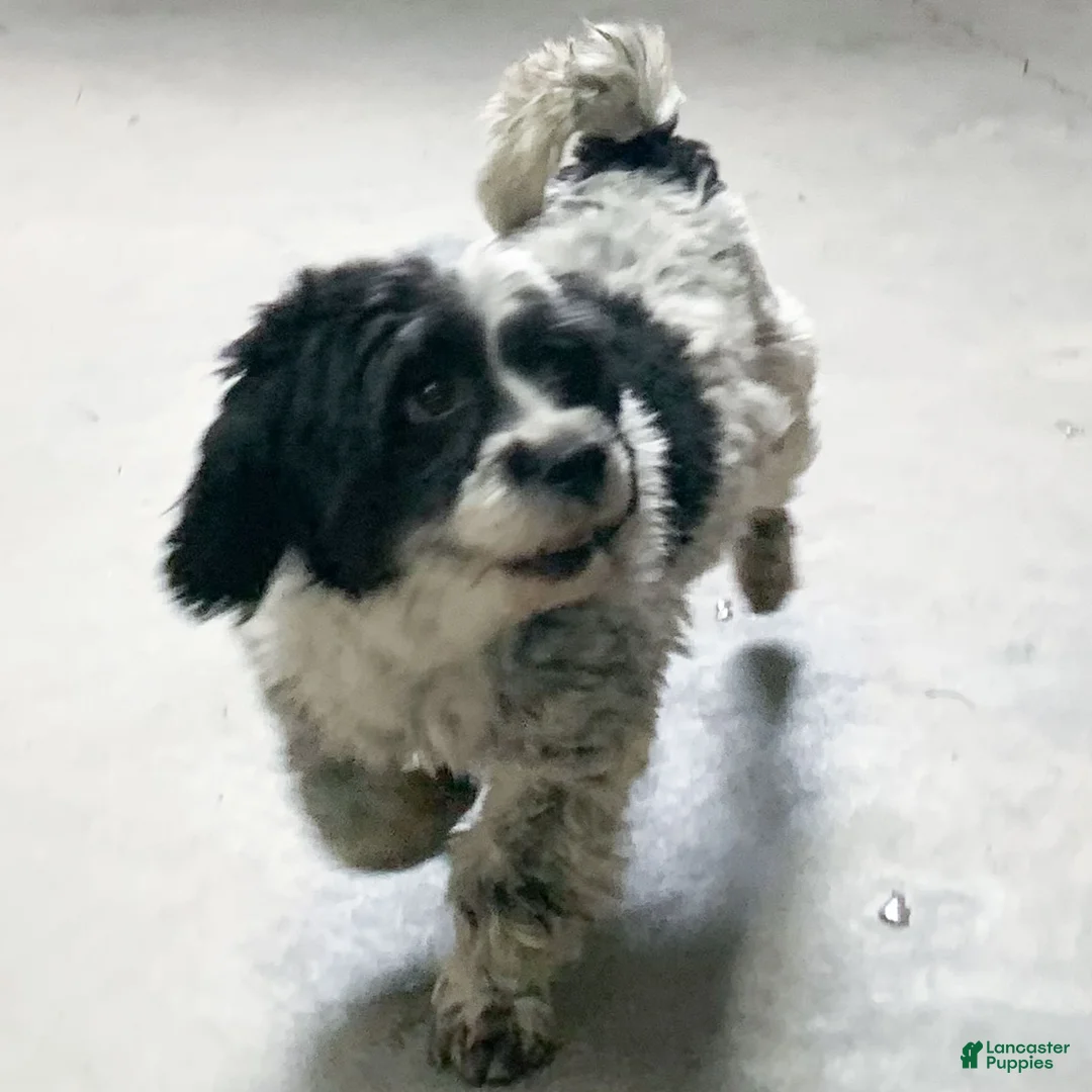 Havanese dogs for sale: Baily Havanese Puppy  - Ad 2