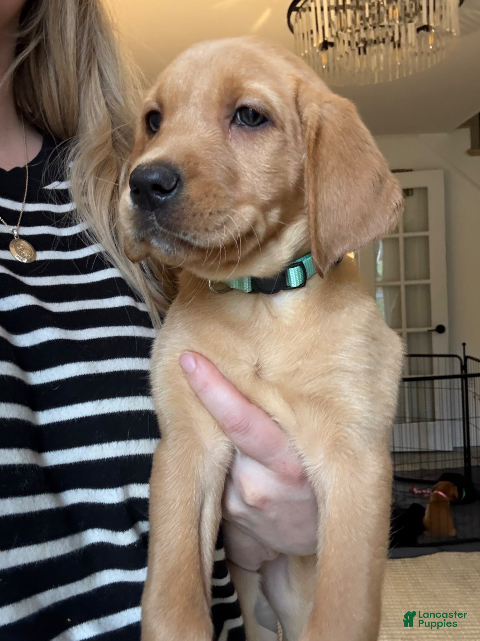 Labrador Retriever dogs Light Blue/Mint Collar Female - Ad 2