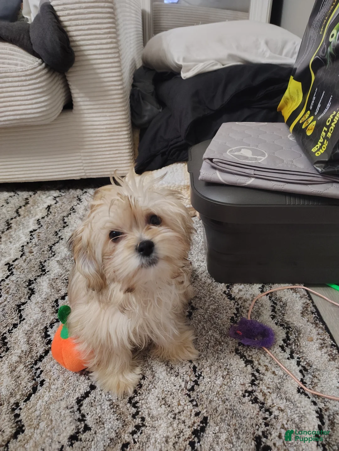 Mixed Breed dogs for sale: Mixed Breed Puppy 1 - Ad 1