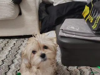 Mixed Breed dogs Mixed Breed Puppy 1 - Ad 34