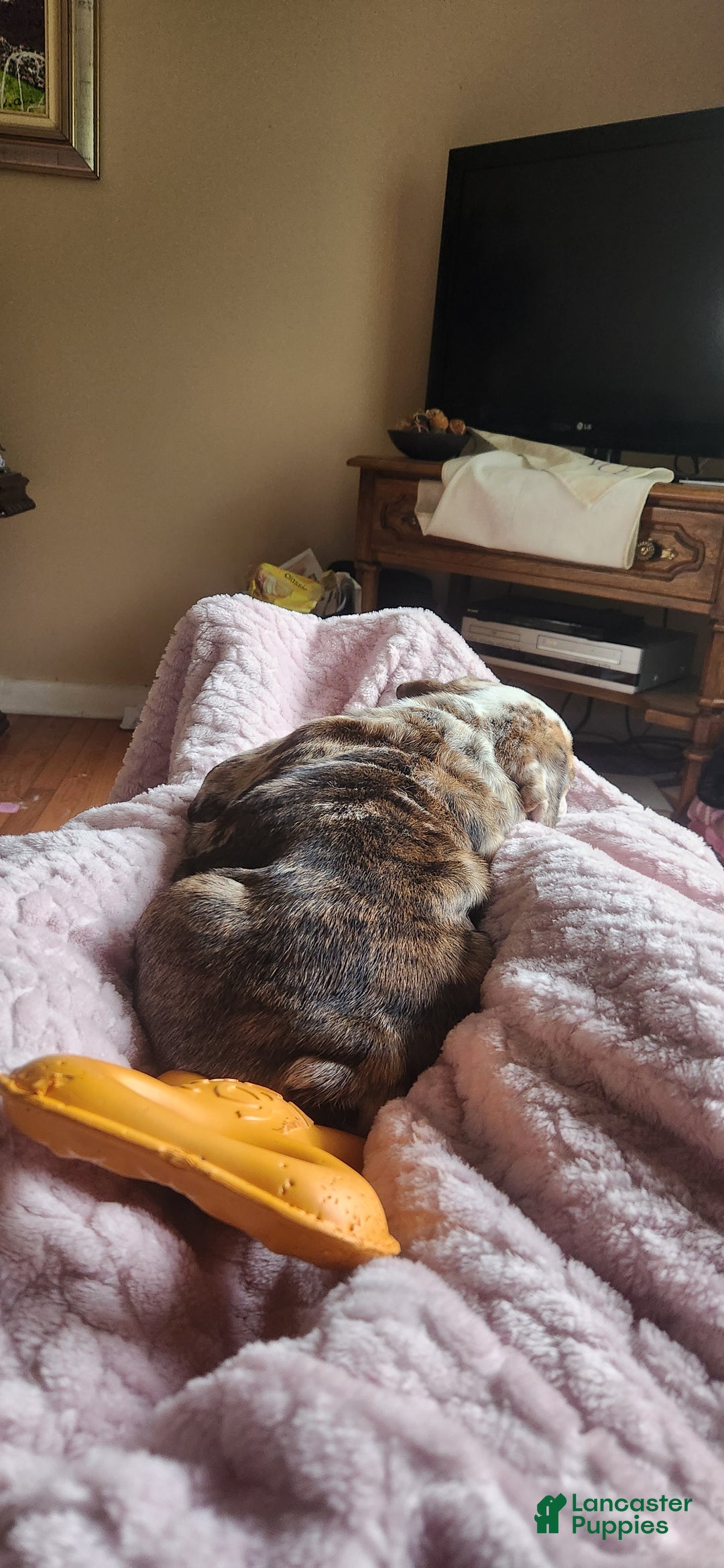 English Bulldog dogs for sale: English Bulldog Puppy - Ad 4