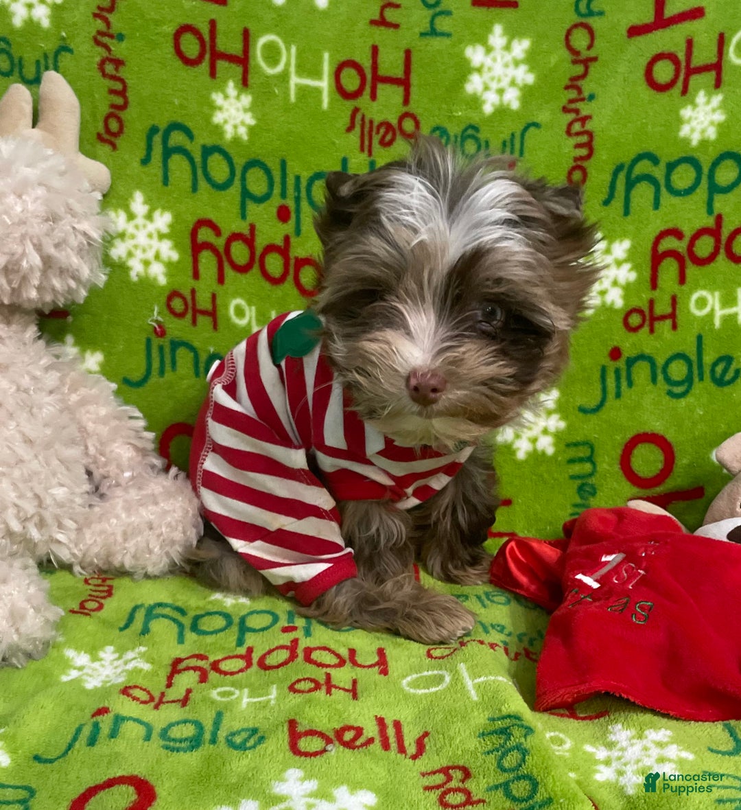 Yorkshire Terrier dogs for sale: Choc Merle Tommy  - Ad 2