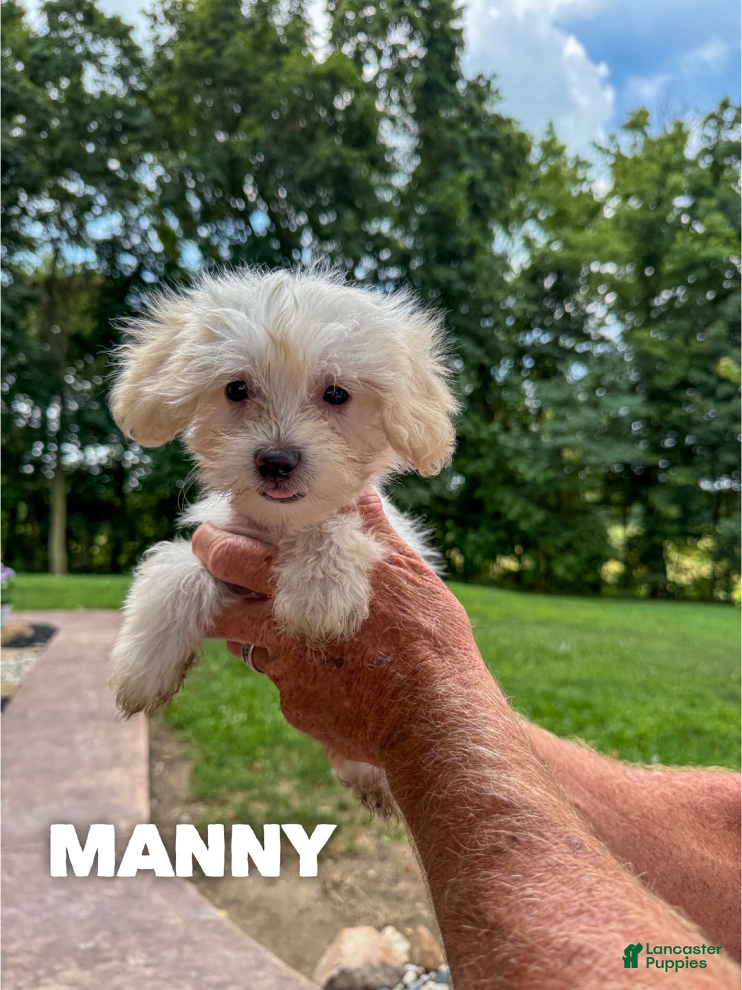 Mixed Breed dogs for sale: Manny - Ad 2