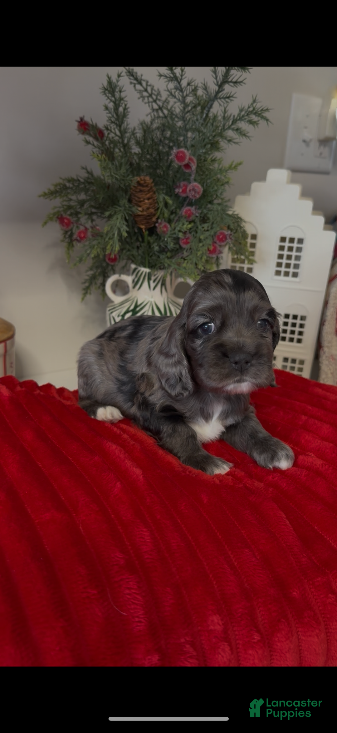 Cocker Spaniel dogs for sale: Maggie - Ad 3