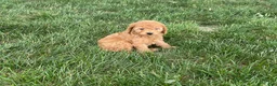 Mini Goldendoodle dogs for sale: Mindy Mini Goldendoodle  - Ad 5