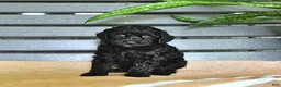 Miniature Poodle dogs for sale: Carissa - Ad 6