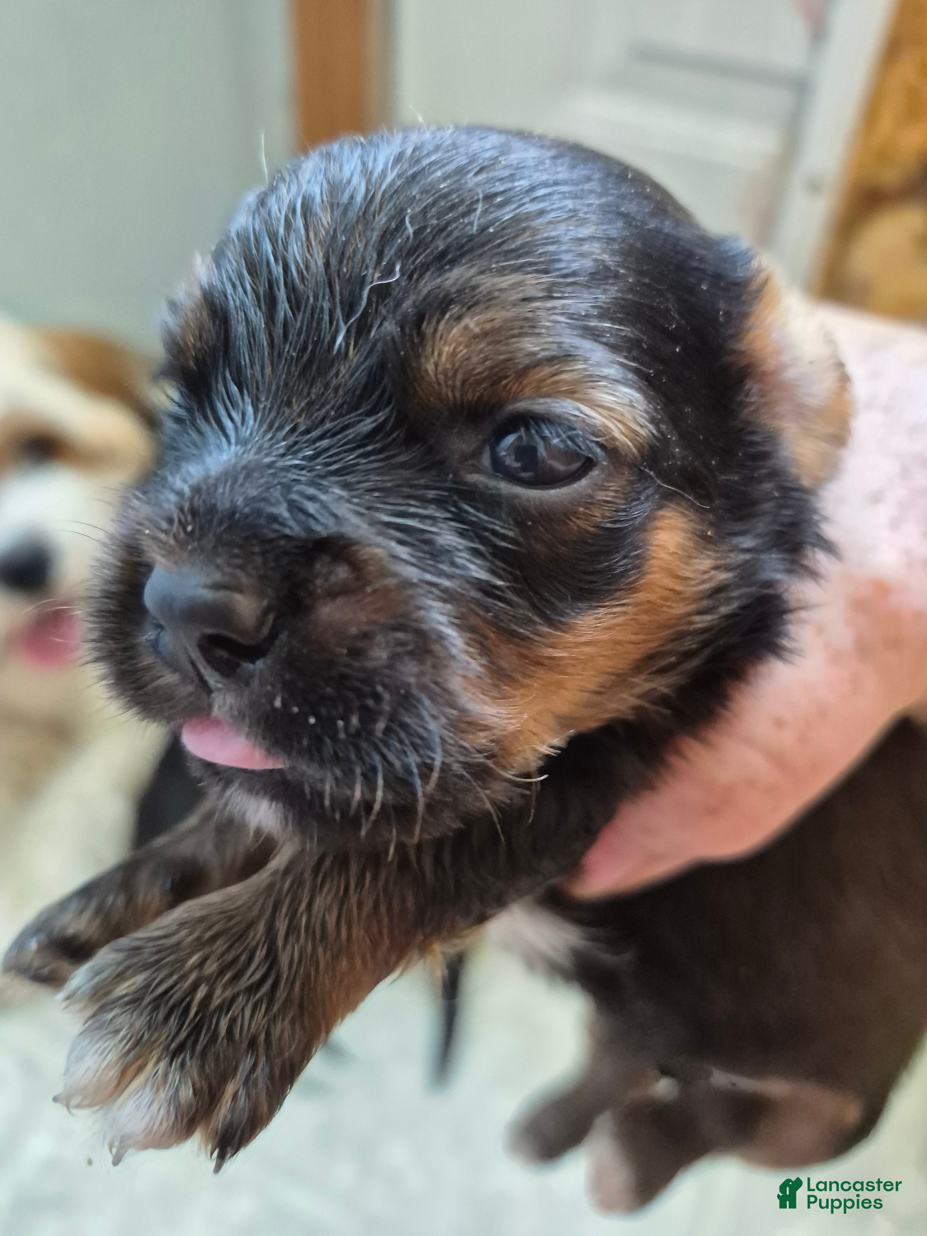 Mixed Breed dogs Mixed Breed 4 - Ad 28
