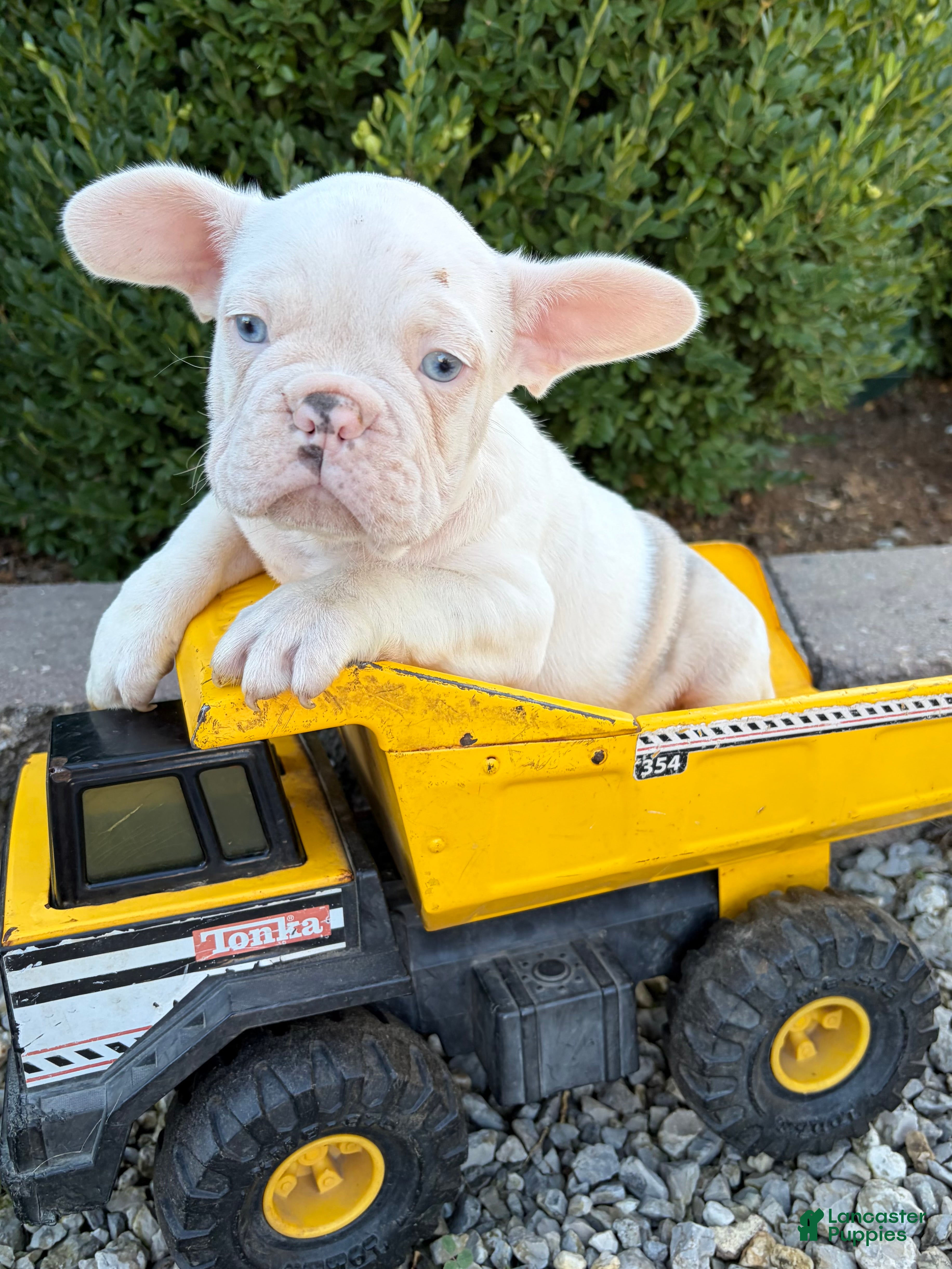 French Bulldog dogs Dallas - Ad 23