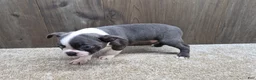 Boston Terrier dogs for sale: Smokey - Ad 8