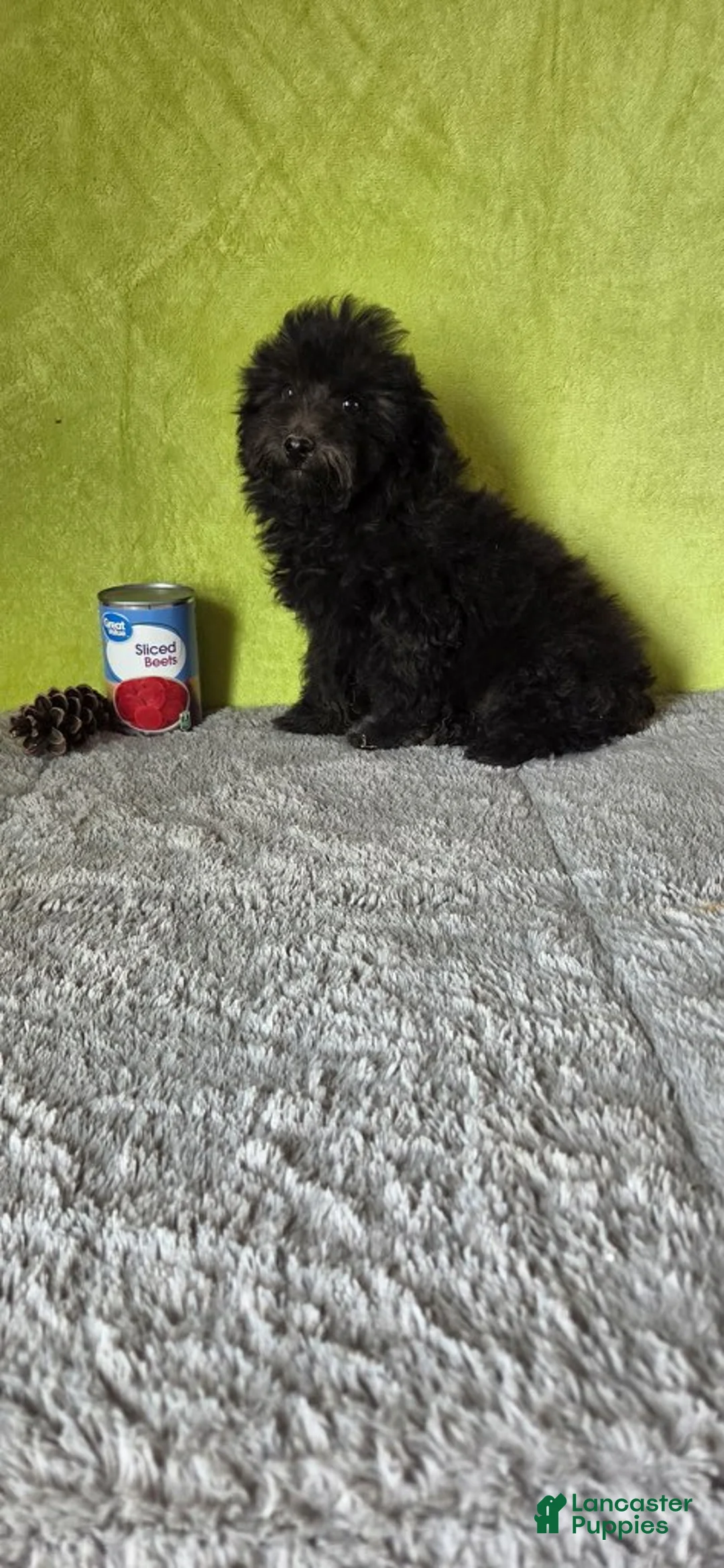 Miniature Poodle dogs for sale: Leo - Ad 6