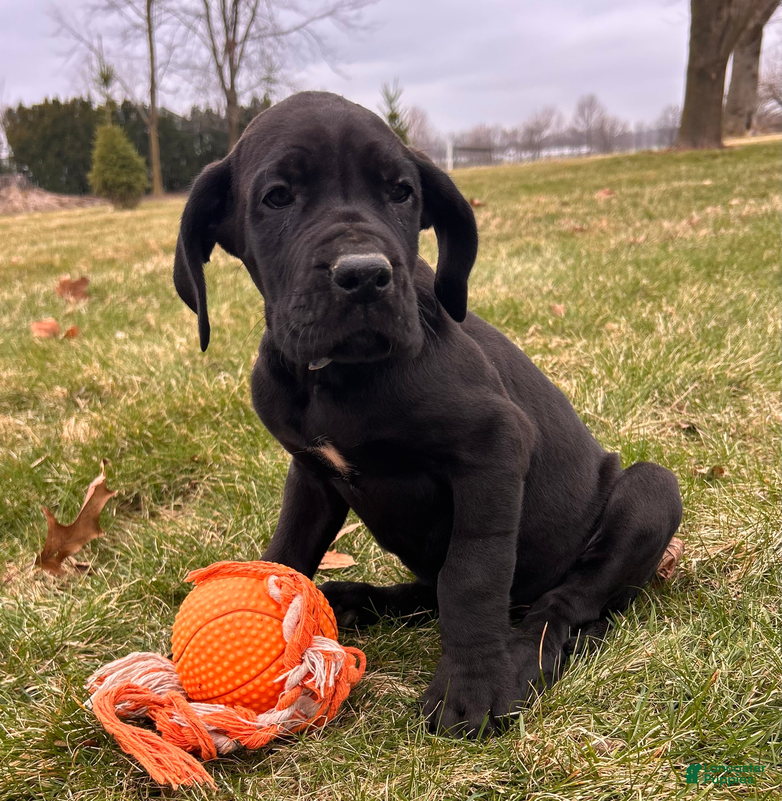 Great Dane dogs Roxy - Ad 1