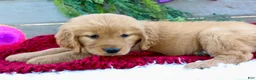 Golden Retriever dogs for sale: Angie - Ad 4