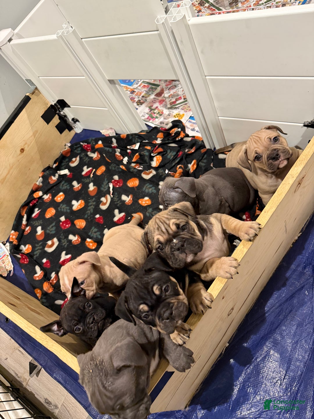 American Bully dogs for sale: American Bully Puppy 4 - Ad 6