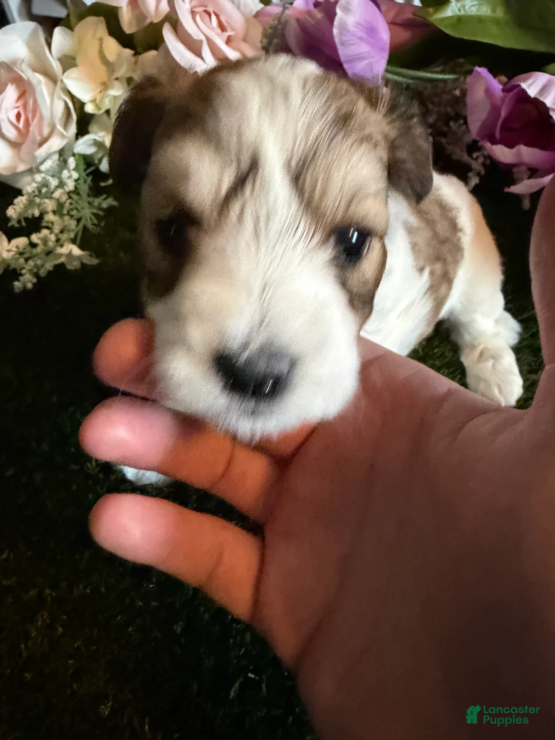 Mixed Breed dogs for sale: Girl 2 - Ad 2