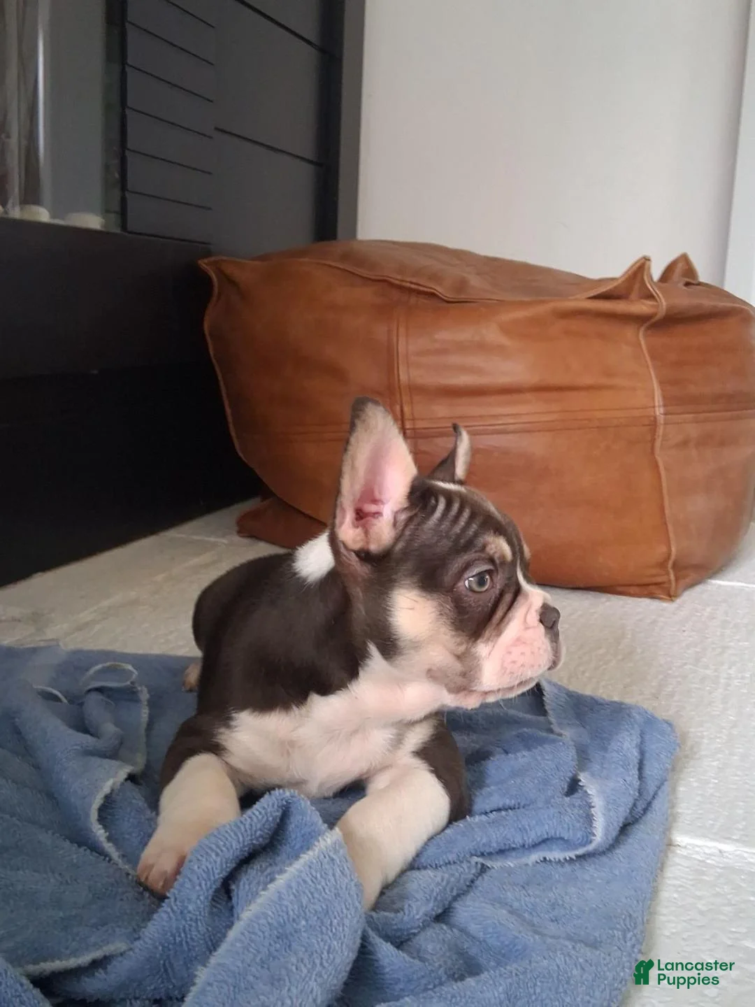 French Bulldog dogs for sale: Jasper  - Ad 2