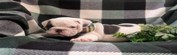 English Bulldog dogs for sale: Talbot - Ad 3
