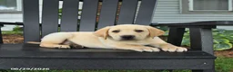 Labrador Retriever dogs for sale: Scout - Ad 5