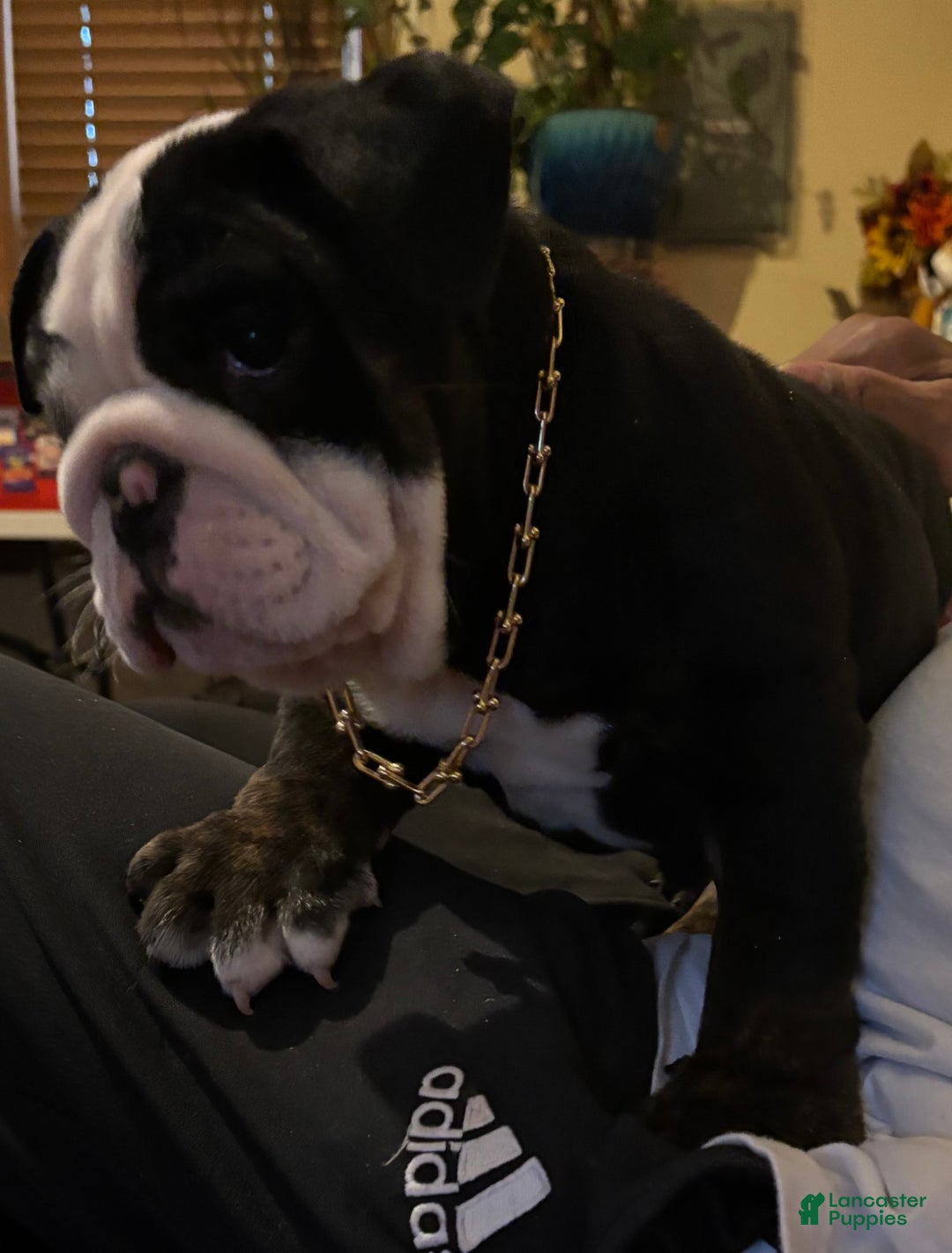 English Bulldog dogs for sale: Nugget - Ad 3