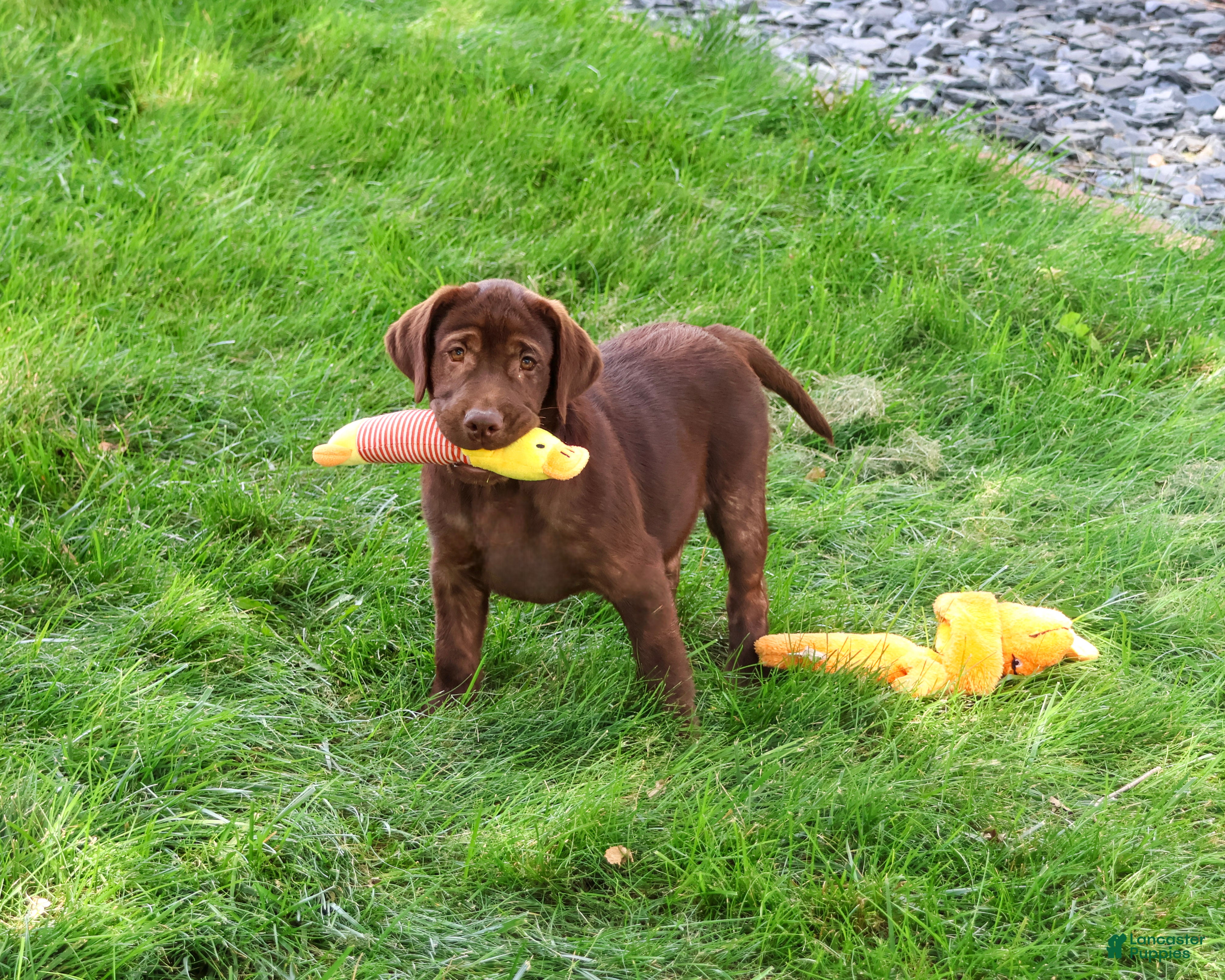 Labrador Retriever dogs Samuel  - Ad 28