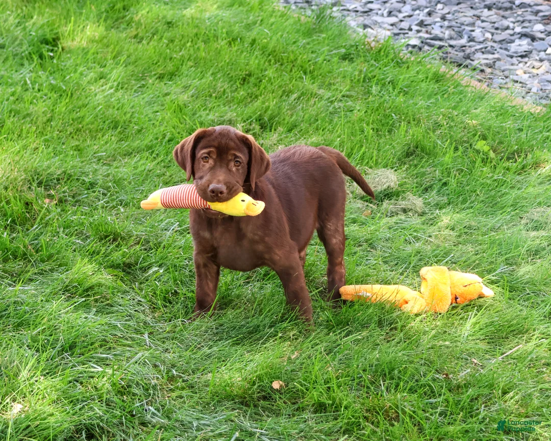 Labrador Retriever dogs for sale: Samuel  - Ad 1