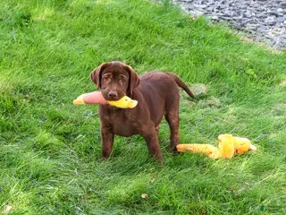 Labrador Retriever dogs Samuel - Ad 28